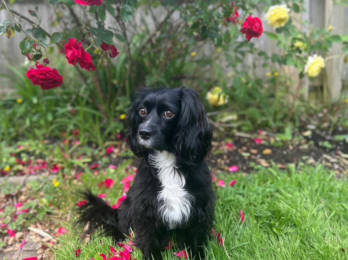 PHIN dog Dolly is currently thinking about volunteering